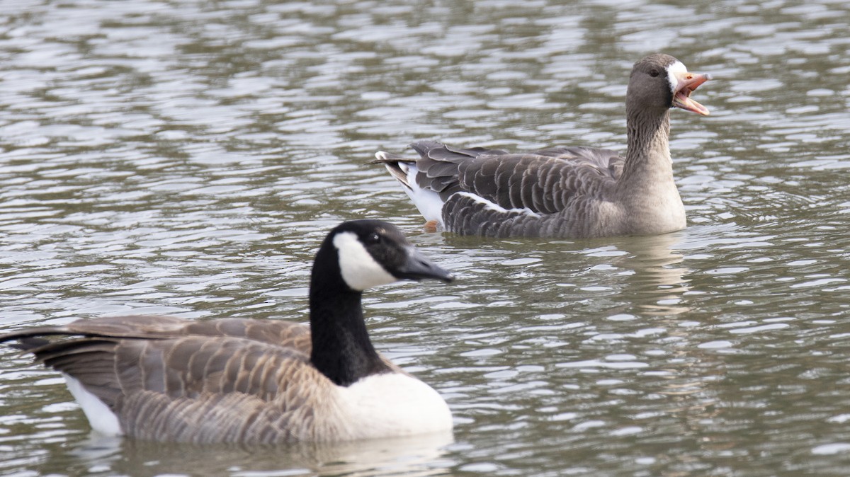 Greater White-fronted Goose - ML212358261