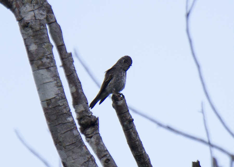 Dark-sided Flycatcher - Stephen Murray