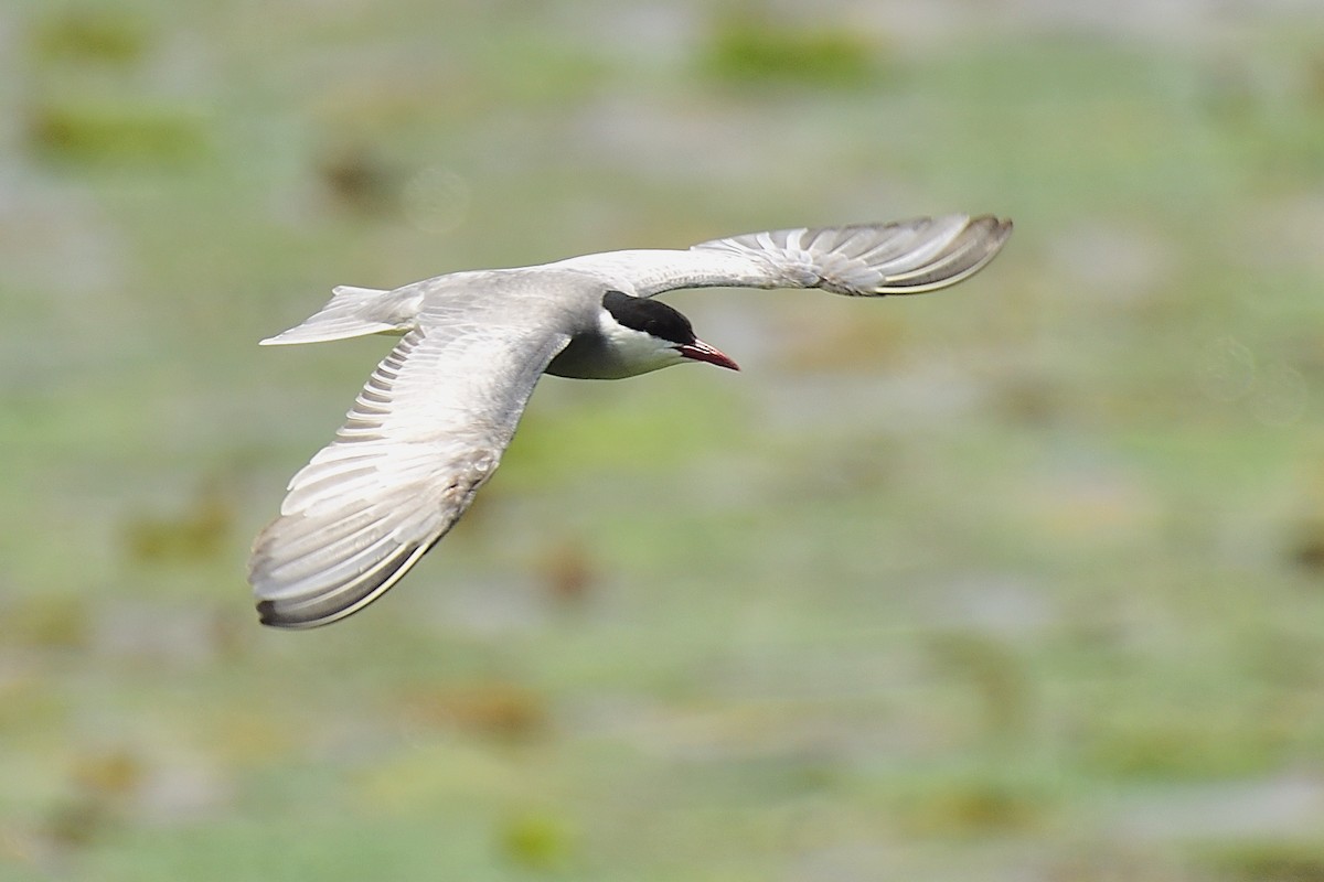 Whiskered Tern - xiwen CHEN