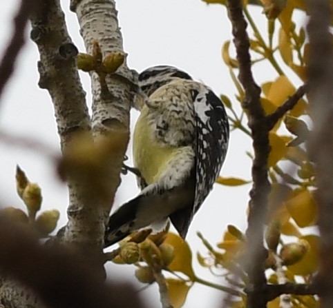 Yellow-bellied Sapsucker - ML212363331