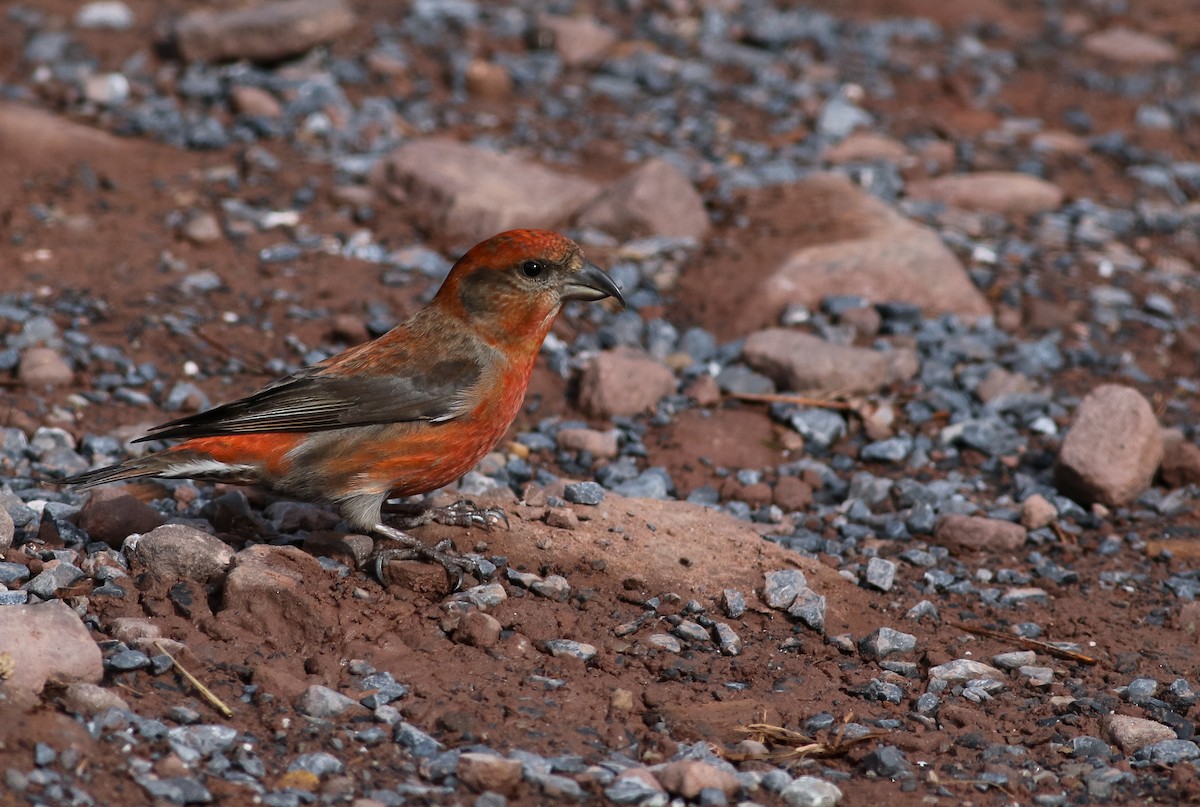 Red Crossbill - Max Nootbaar