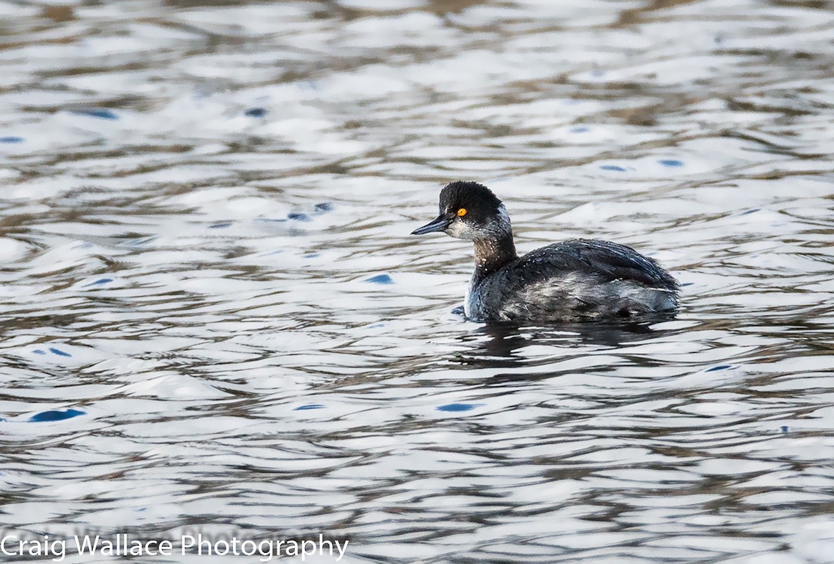 Eared Grebe - ML212364521