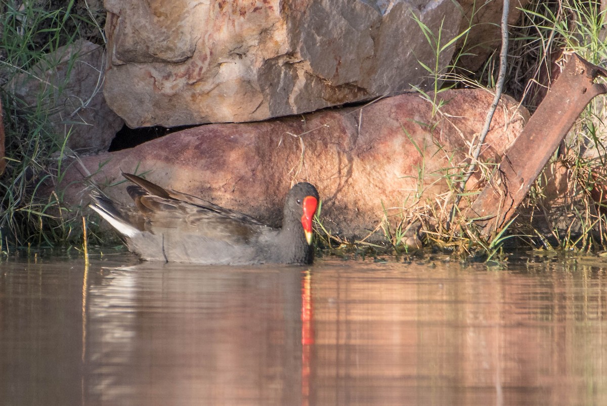 Dusky Moorhen - Bill Bacon