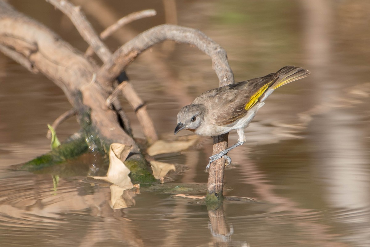 Rufous-throated Honeyeater - ML212366161