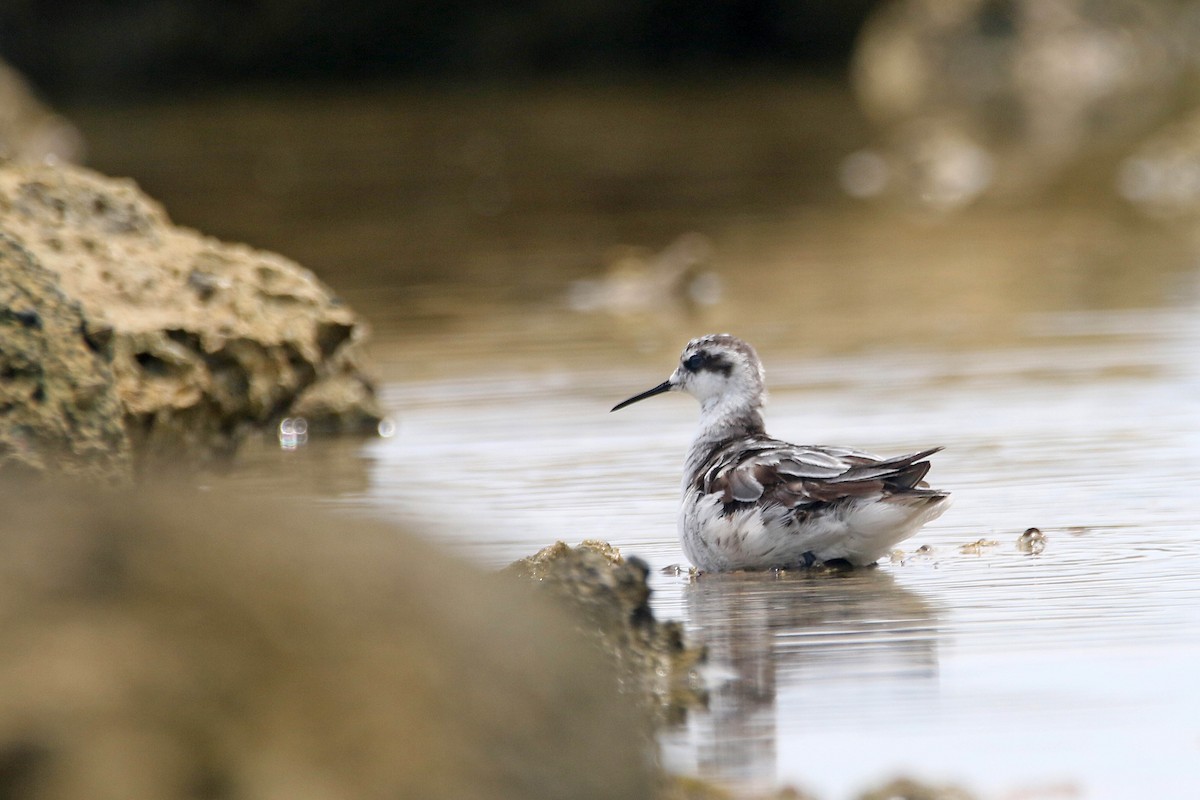 Red-necked Phalarope - ML212366321