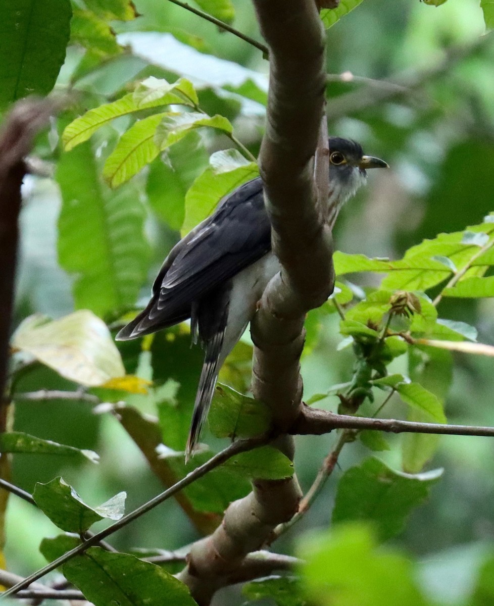 Malaysian Hawk-Cuckoo - ML212367241