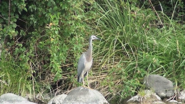 White-faced Heron - ML212367361