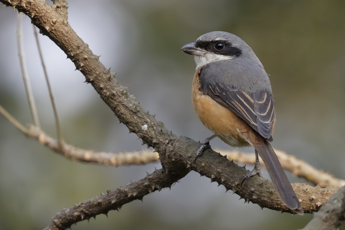 Gray-backed Shrike - ML212368411