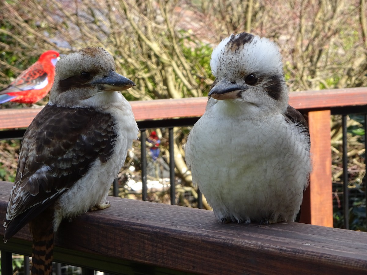 Laughing Kookaburra - ML212369051