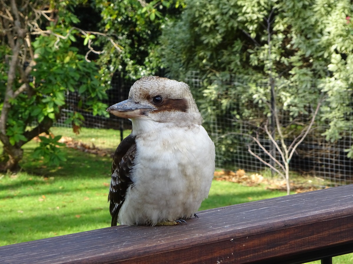 Laughing Kookaburra - ML212369061