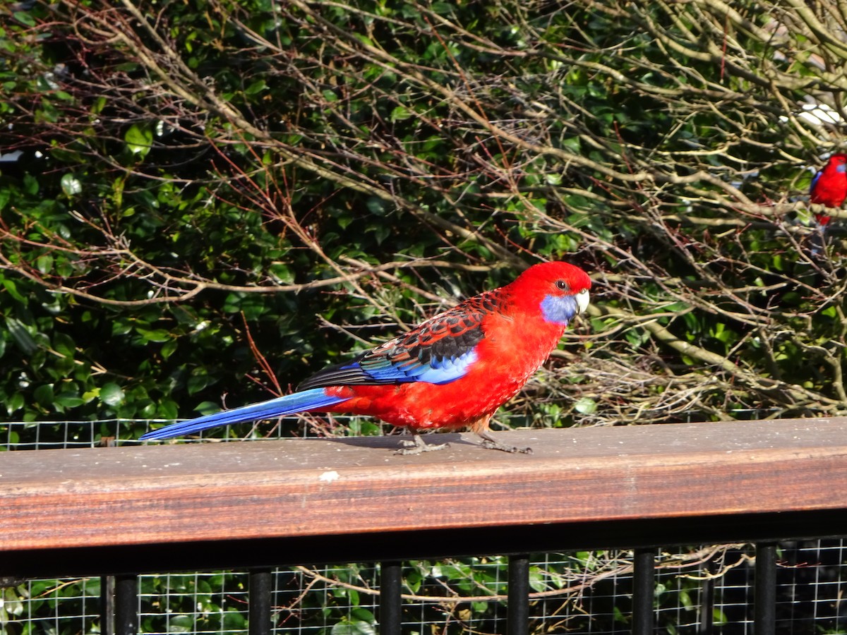 Crimson Rosella - ML212369091