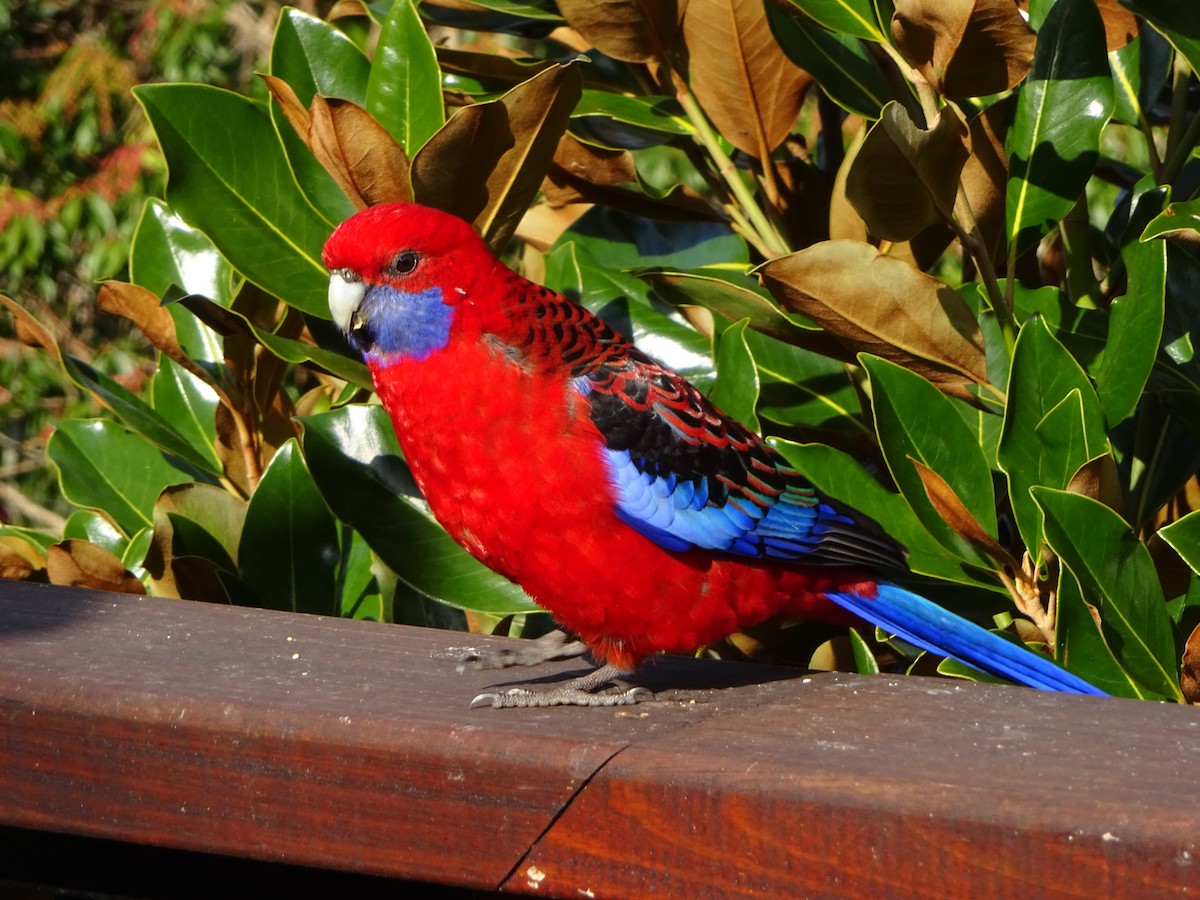 Crimson Rosella - ML212369101