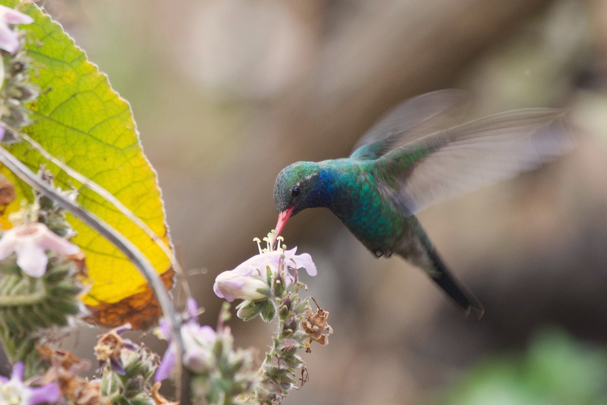 Broad-billed Hummingbird - Shlomi Segall