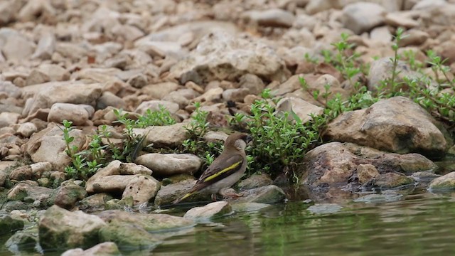 Arabian Grosbeak - ML212373311