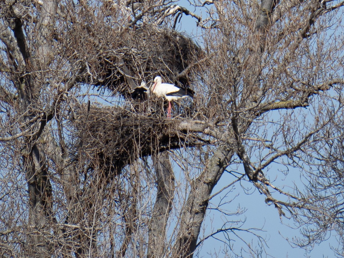 White Stork - John Tebbet