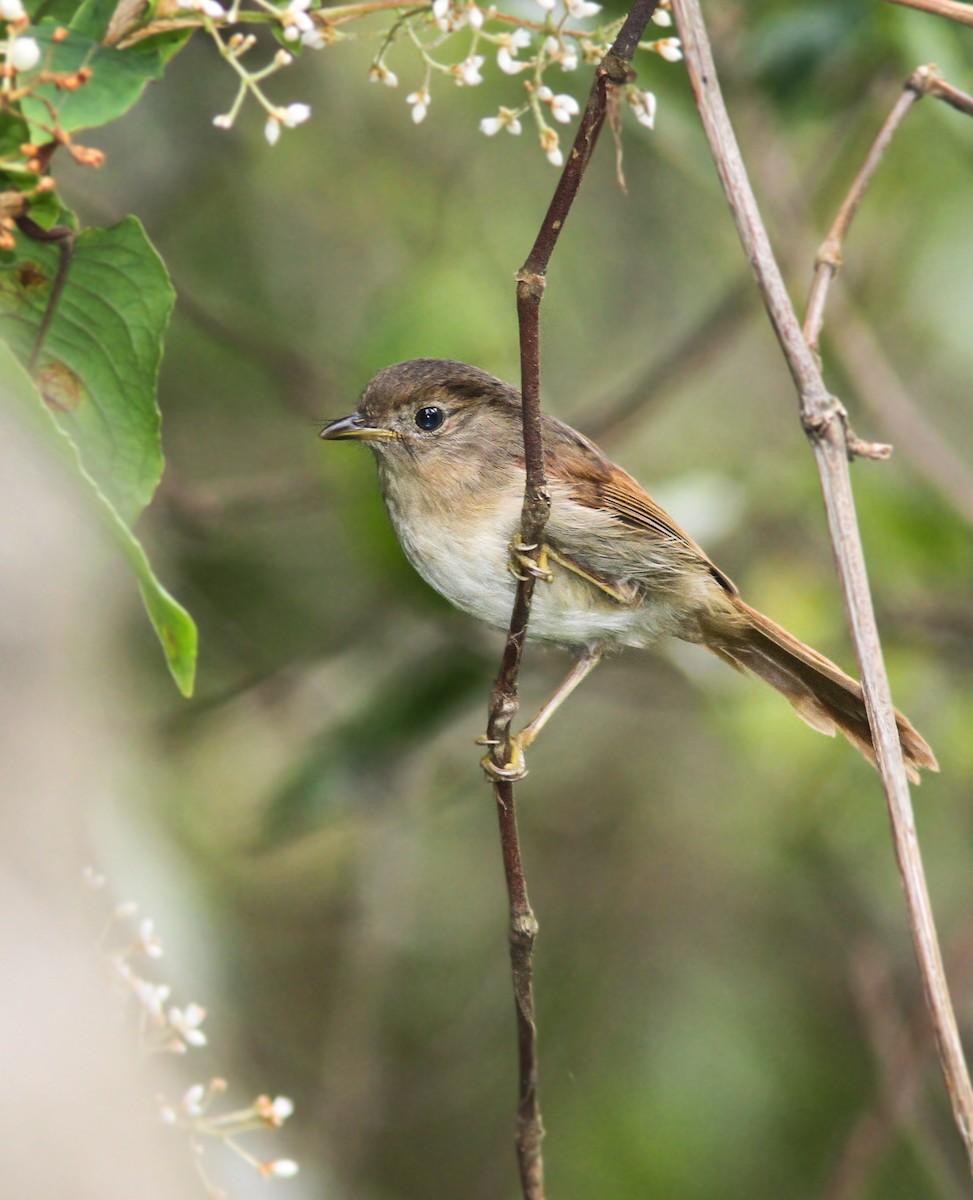 Javan Fulvetta - Wade Strickland