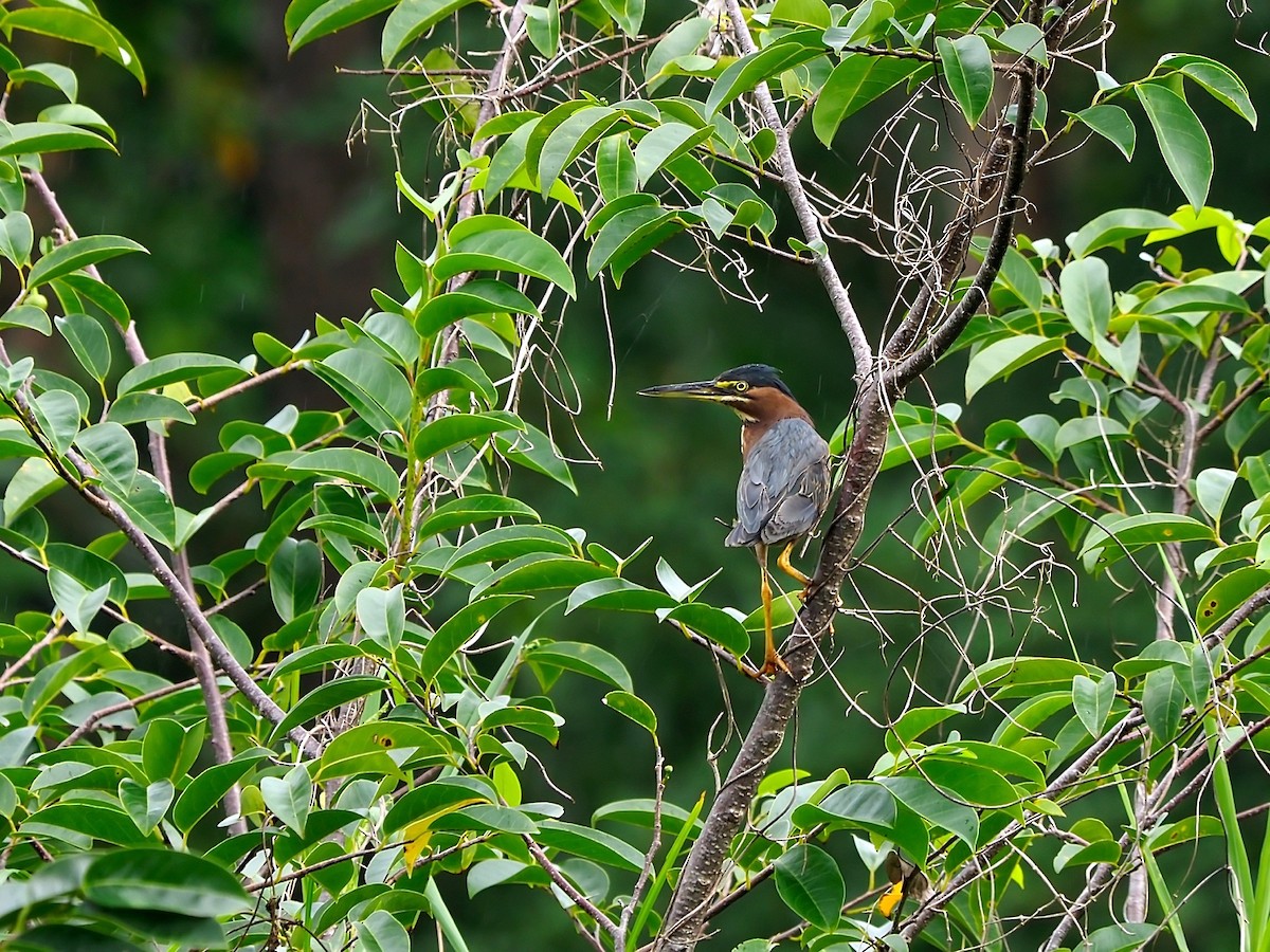 Green Heron - ML212374181