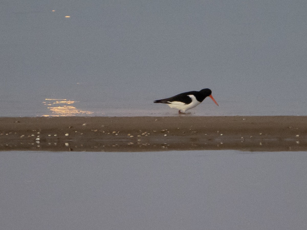 Eurasian Oystercatcher - ML212374451