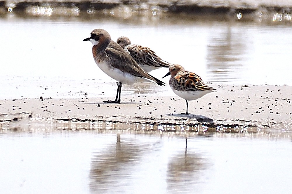 Greater Sand-Plover - ML212375201