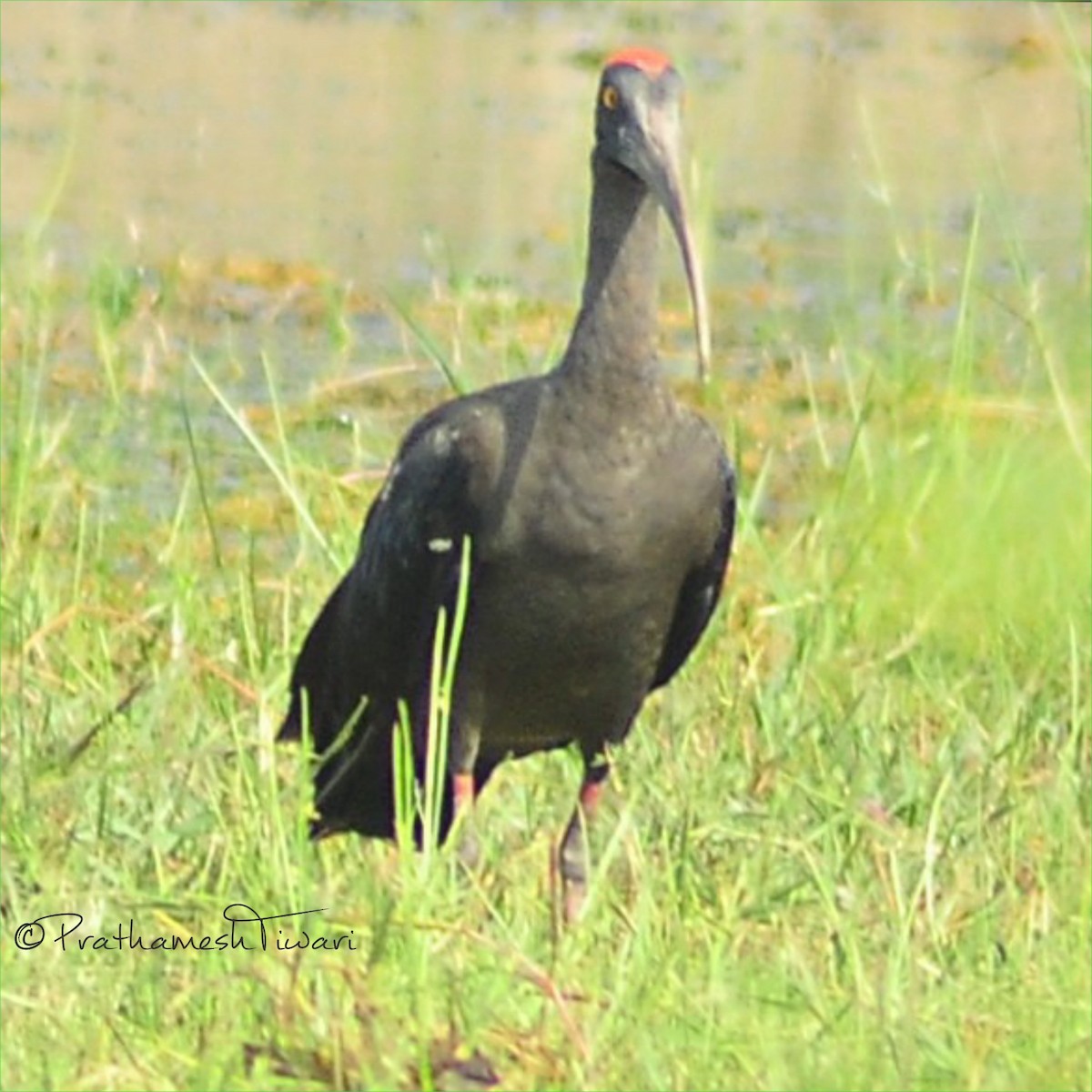 ibis bradavičnatý - ML21237551