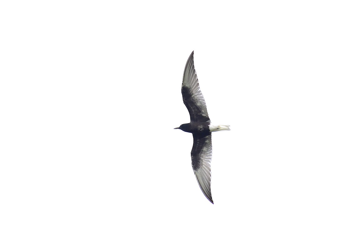 White-winged Tern - ML212377051