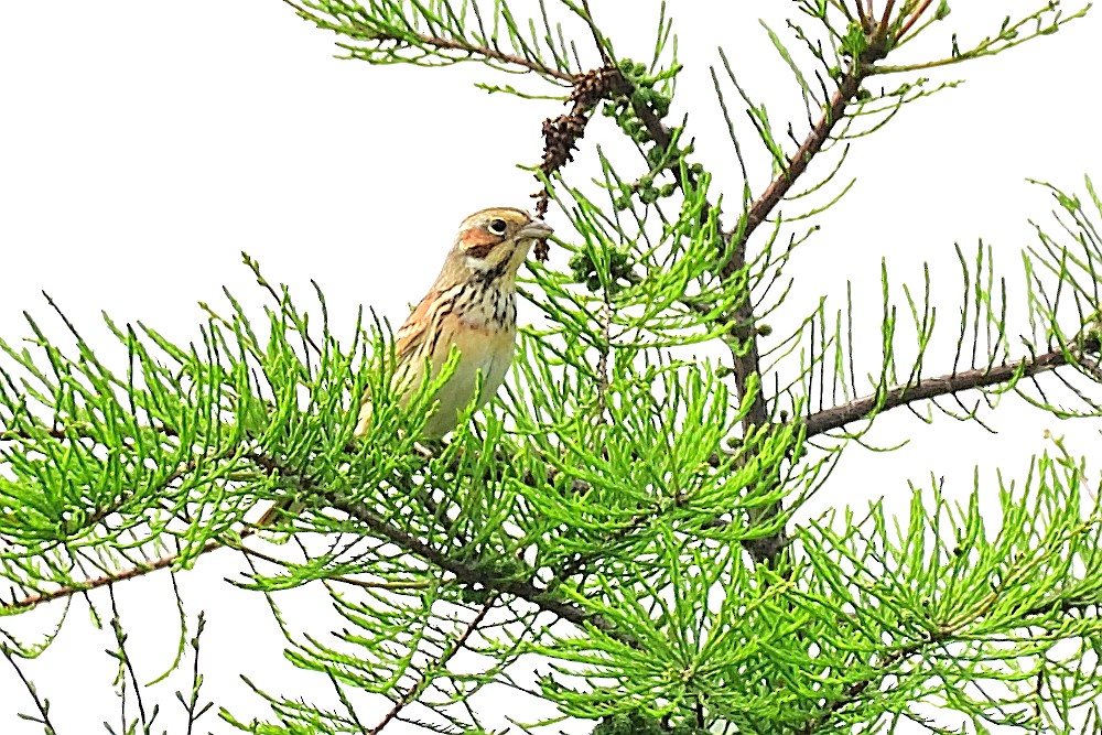 Chestnut-eared Bunting - ML212377971