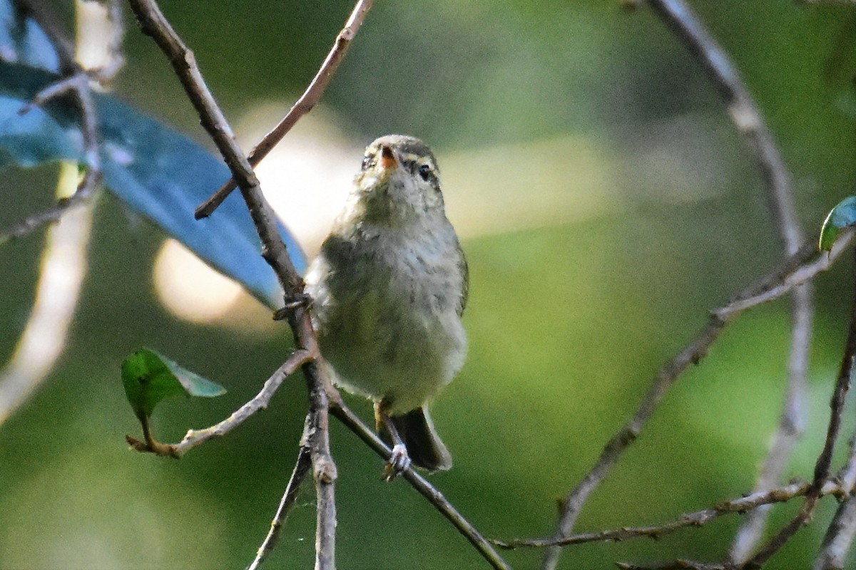 Large-billed Leaf Warbler - ML212379511