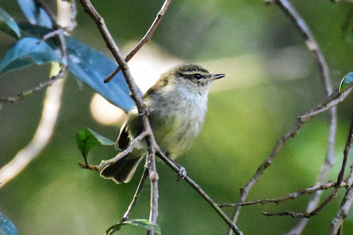 Large-billed Leaf Warbler - ML212379521
