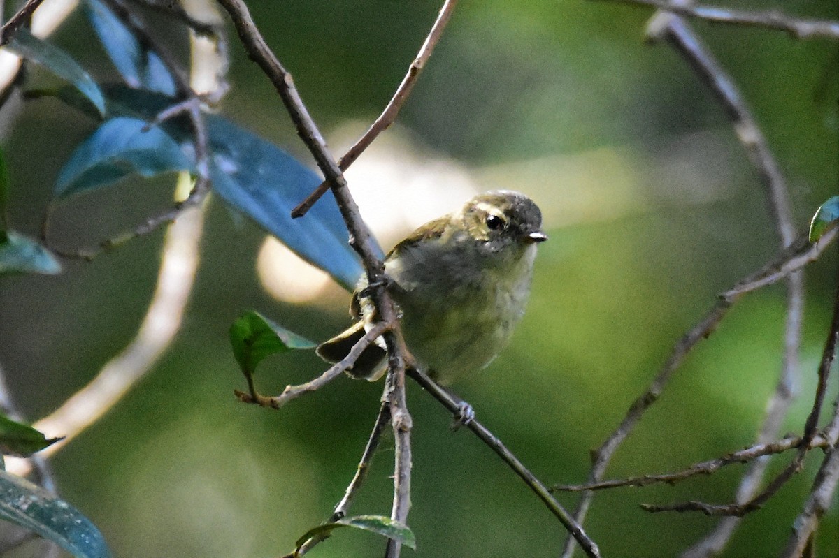 Large-billed Leaf Warbler - ML212379531