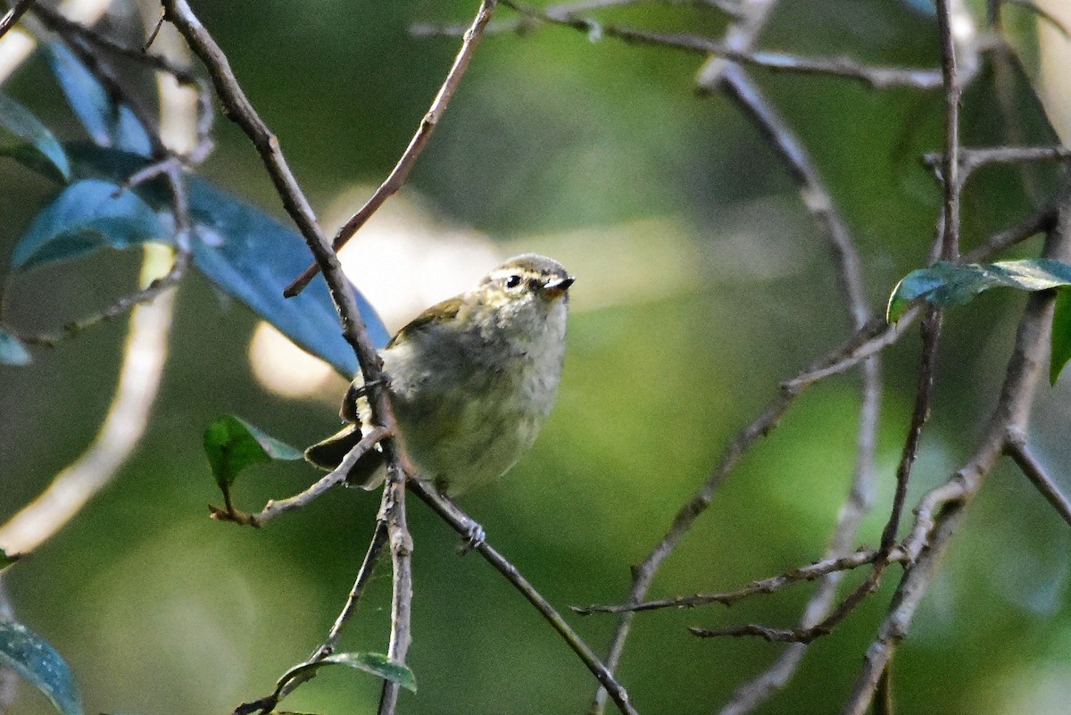 Large-billed Leaf Warbler - ML212379541