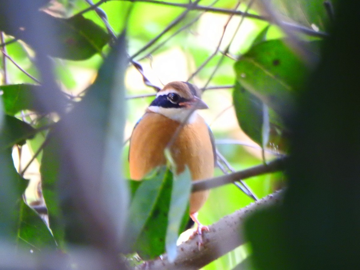 Indian Pitta - Afsar Nayakkan