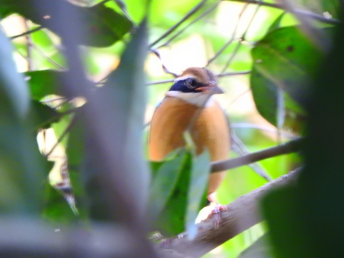 Indian Pitta - Afsar Nayakkan