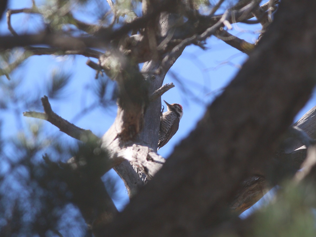 Arizona Woodpecker - ML212382571
