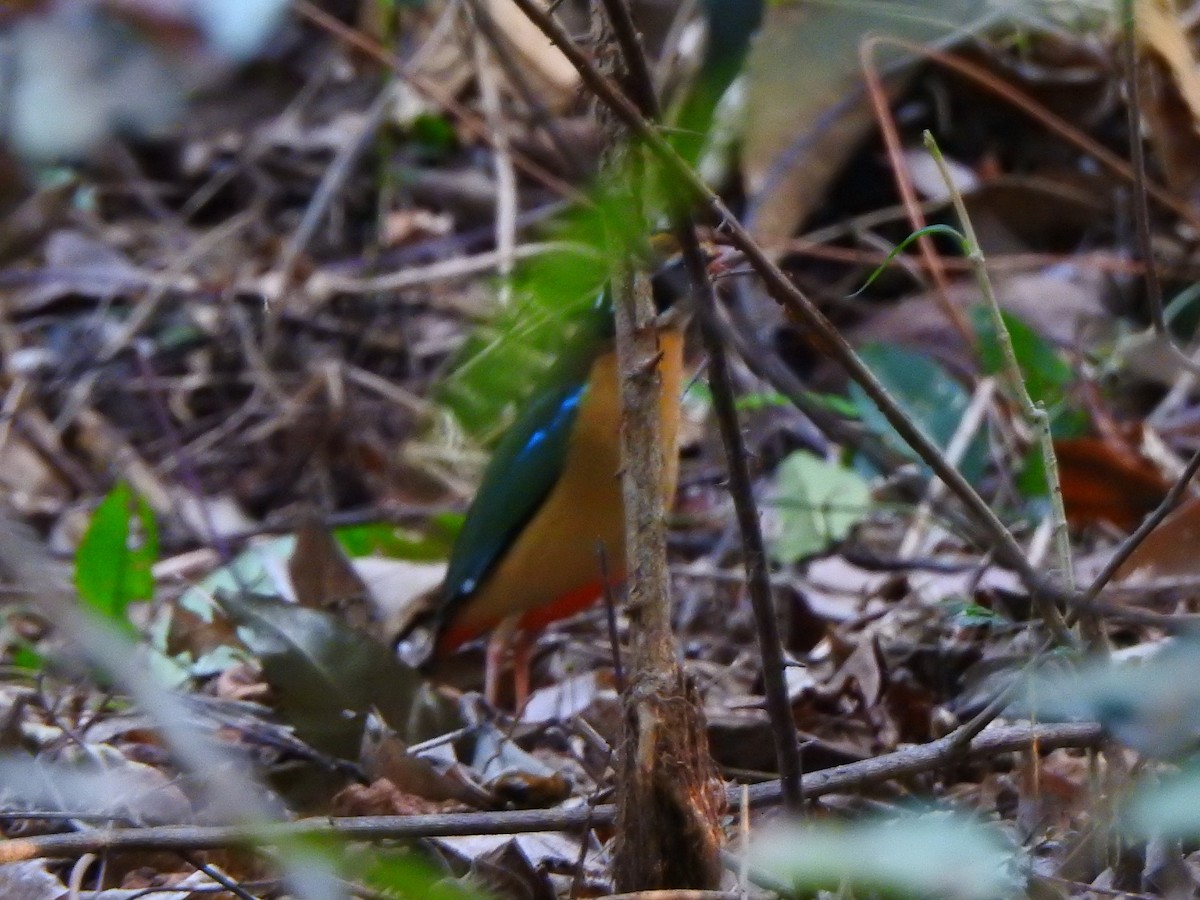 Indian Pitta - Afsar Nayakkan