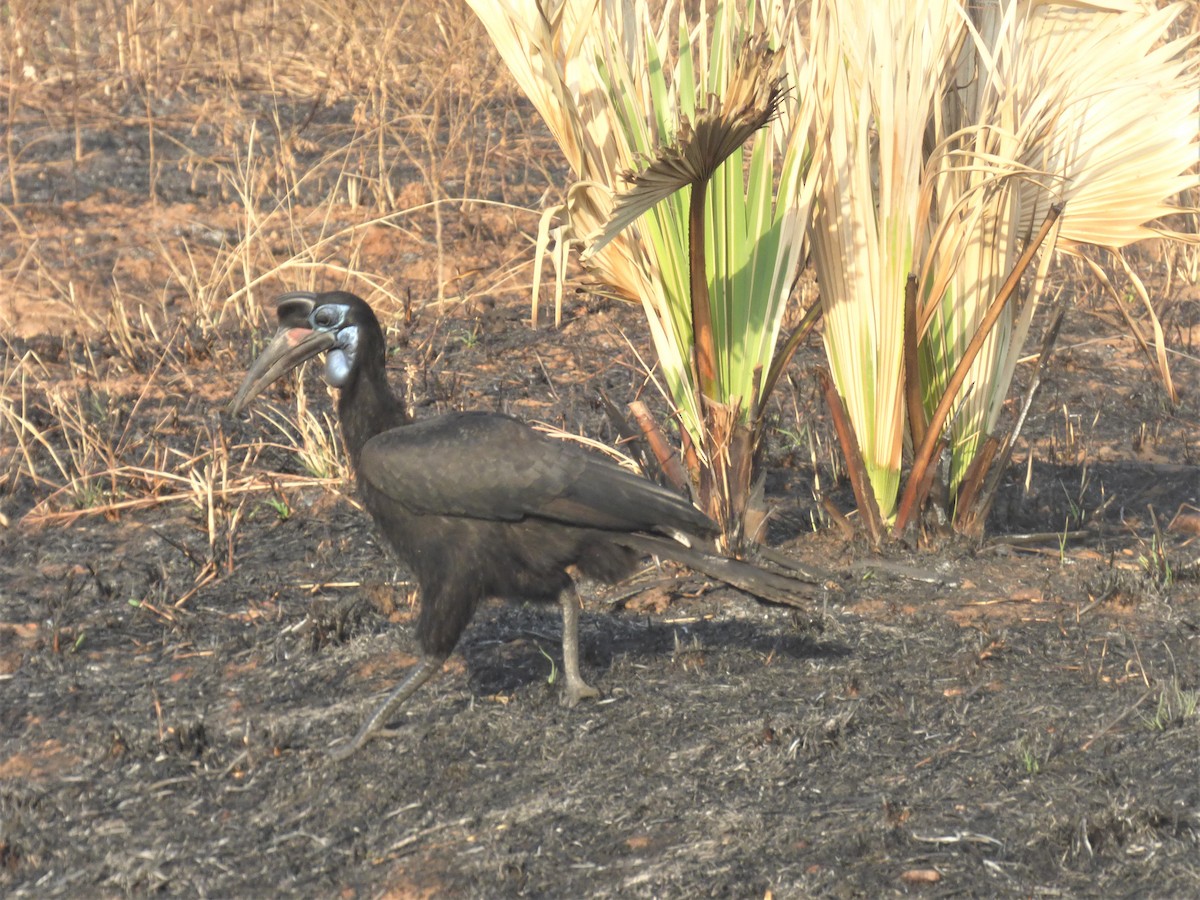 Abyssinian Ground-Hornbill - ML212383311