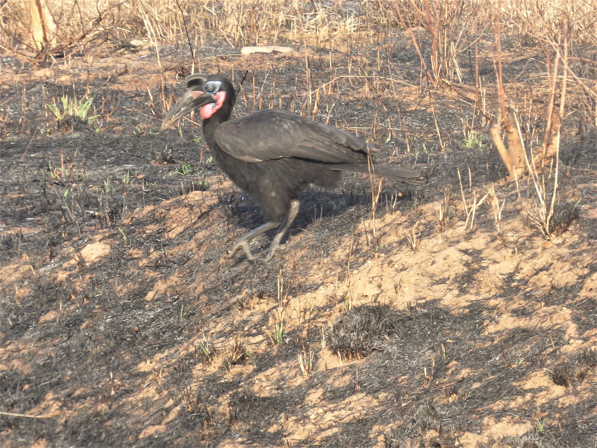 Abyssinian Ground-Hornbill - ML212383371