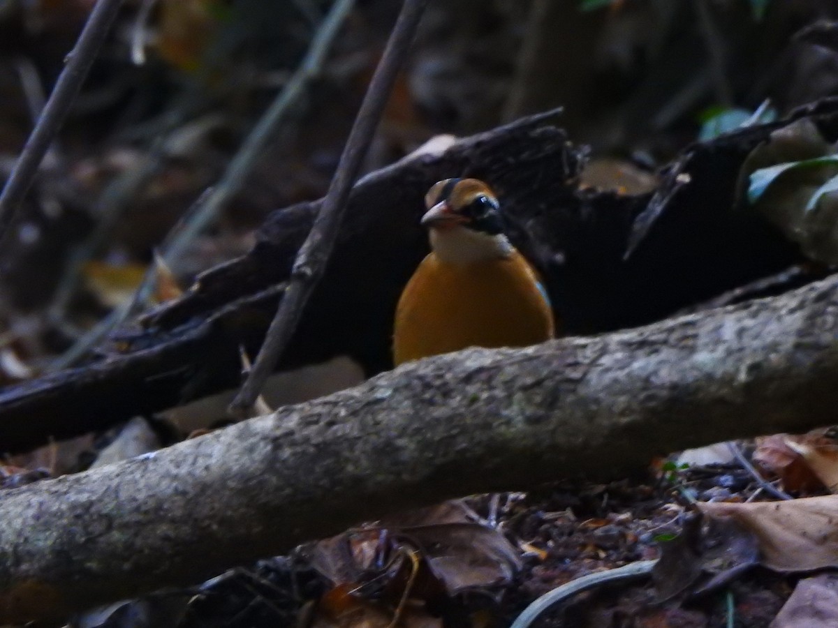 Indian Pitta - Afsar Nayakkan