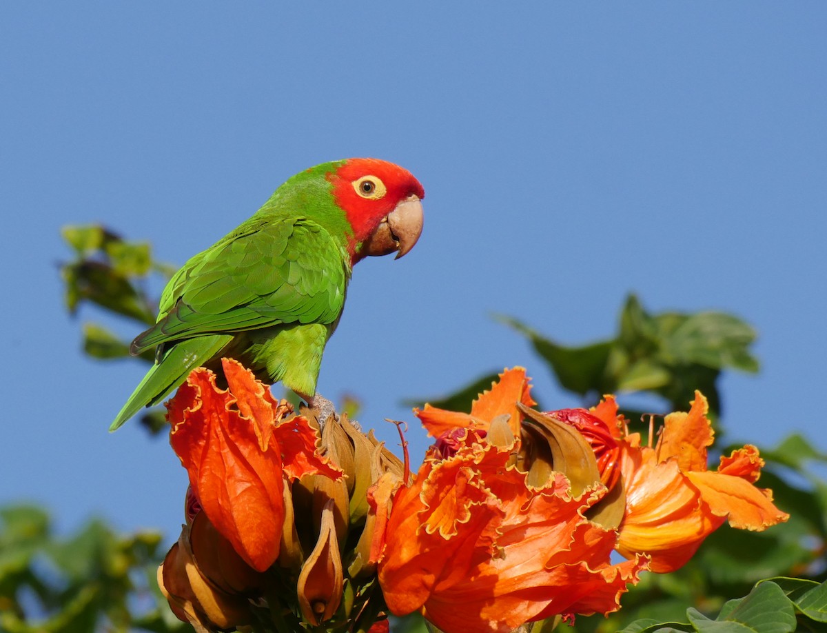Guayaquil Papağanı - ML212384871