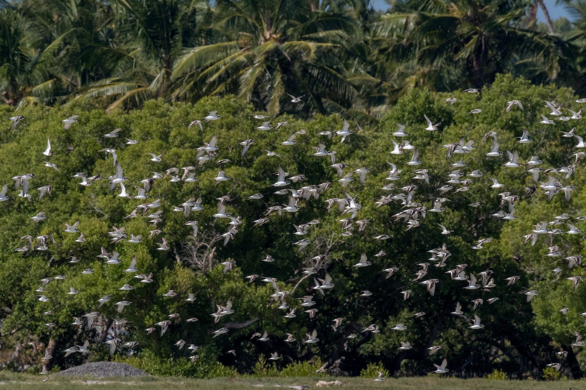 small plover sp. - ML212385461