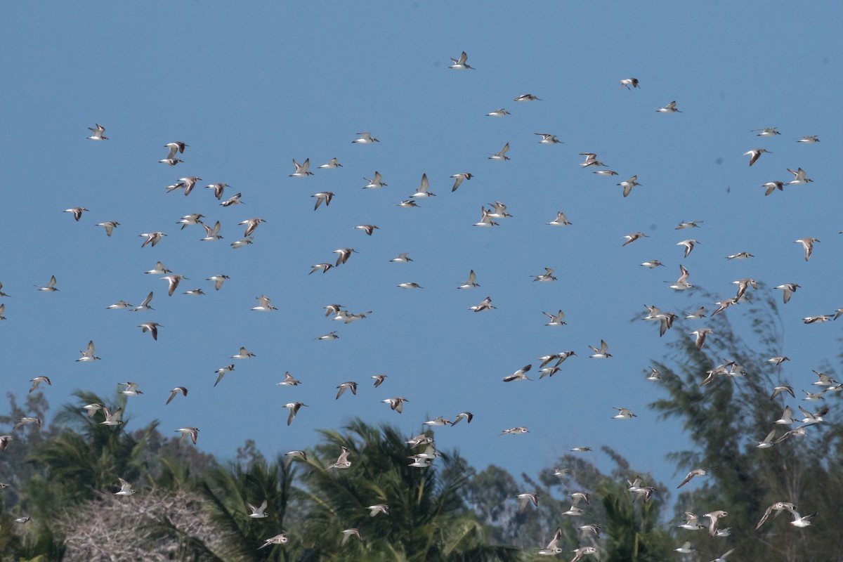 small plover sp. - ML212385471