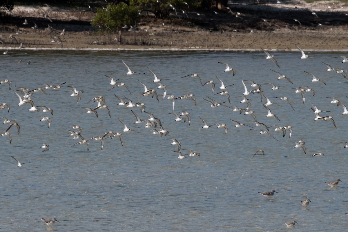 Charadrius ou Anarhynchus sp. - ML212385511