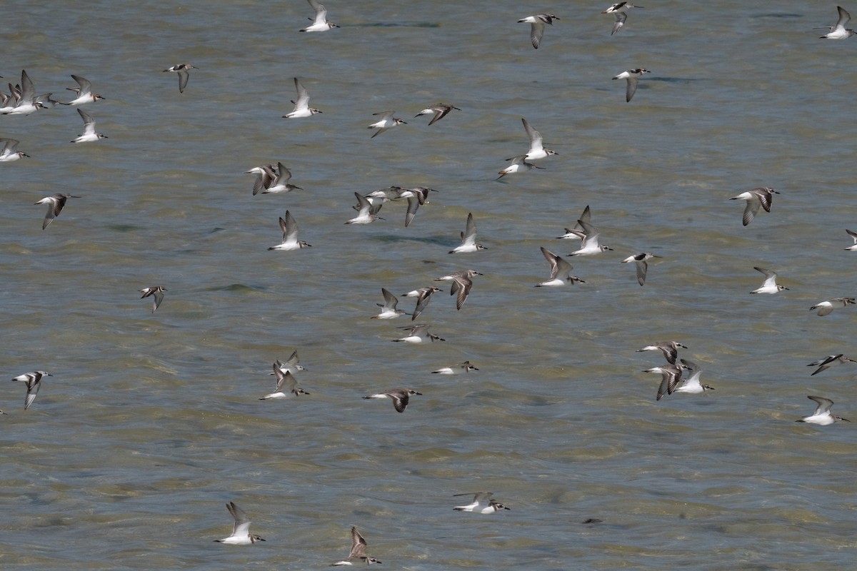 small plover sp. - ML212385571