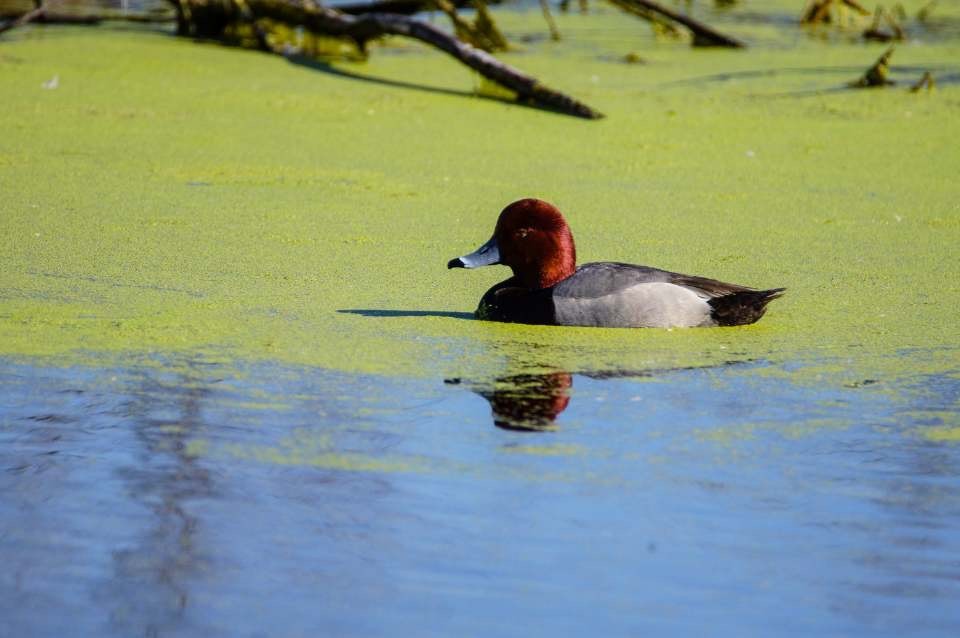 Fuligule à tête rouge - ML212388791