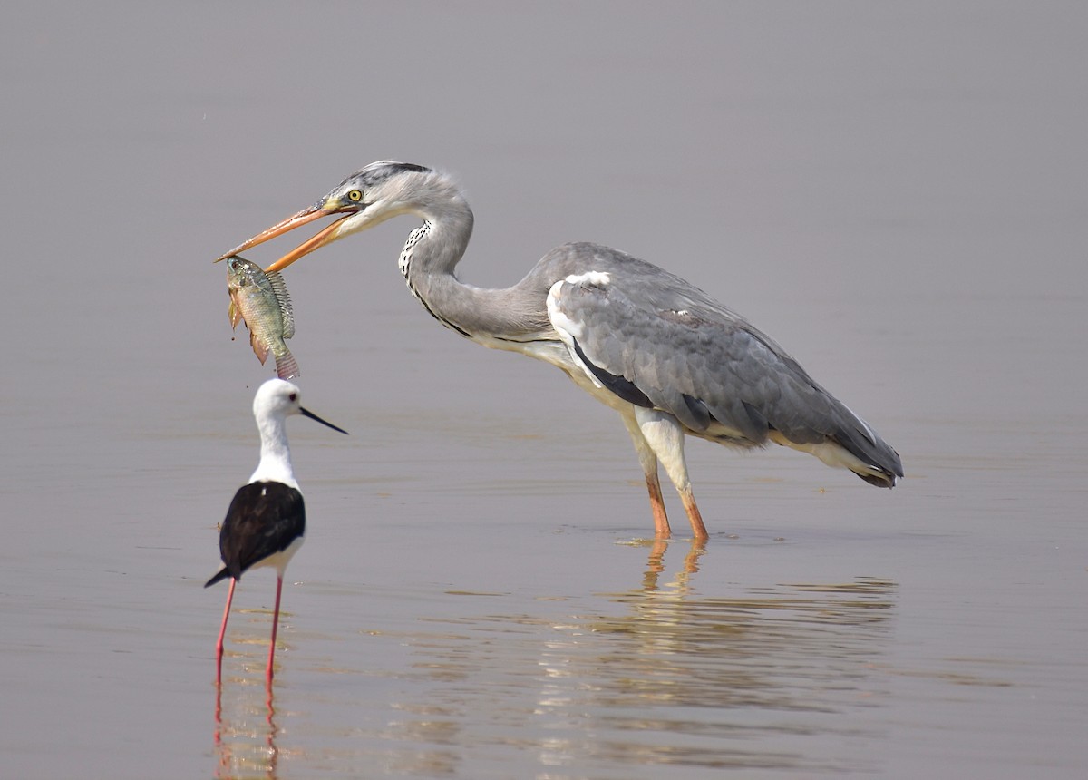 Gray Heron - Dr Mohammed Umer  Sharieff