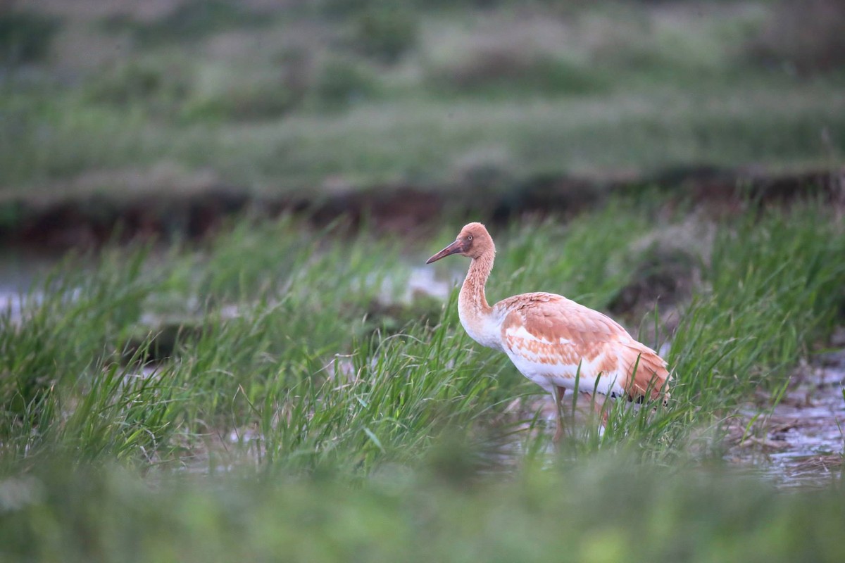 Siberian Crane - Ting-Wei (廷維) HUNG (洪)