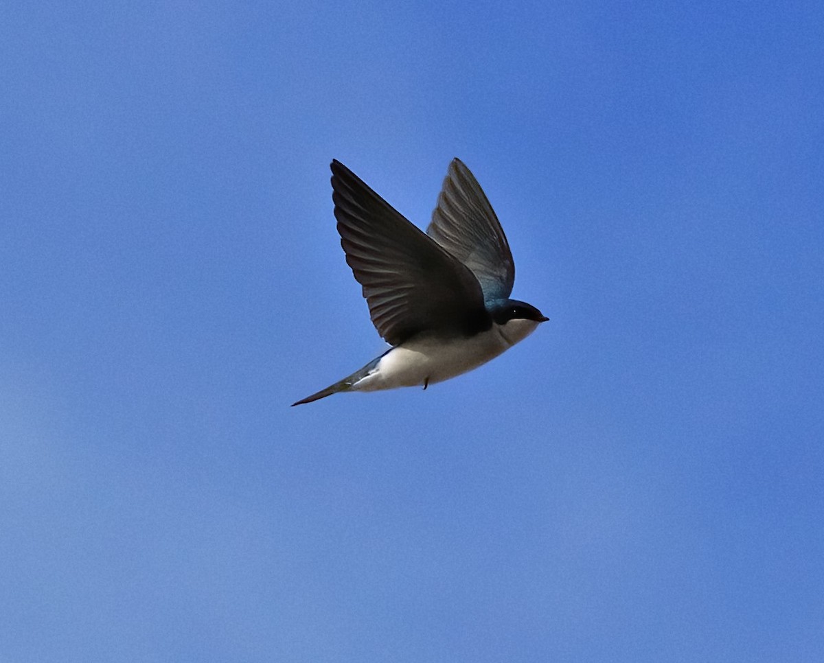 Tree Swallow - Randy Hesford