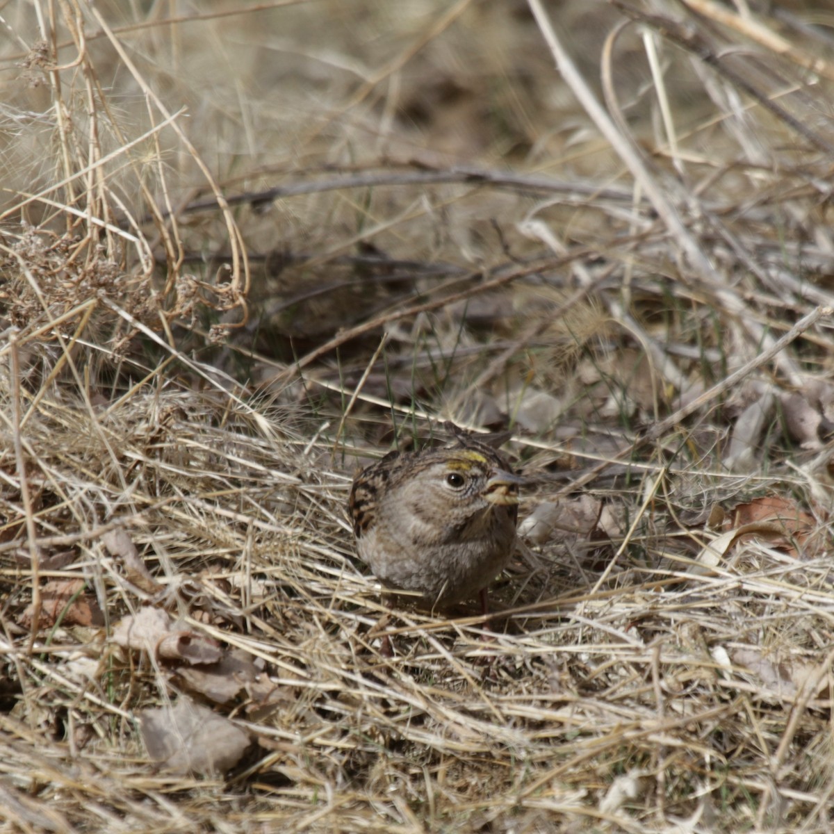 Golden-crowned Sparrow - ML212393141