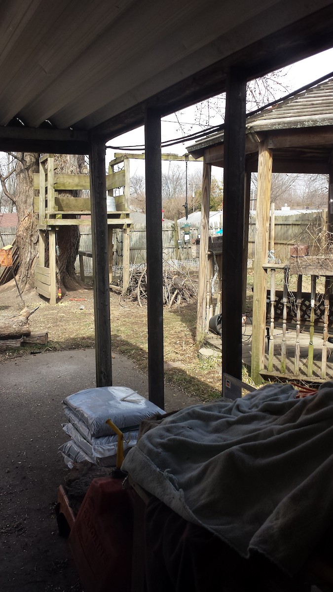 Cooper's Hawk - ML212394101