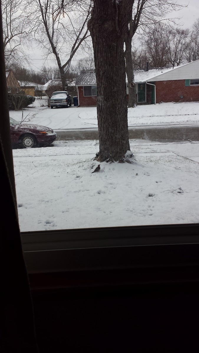 Northern Flicker - ML212394451