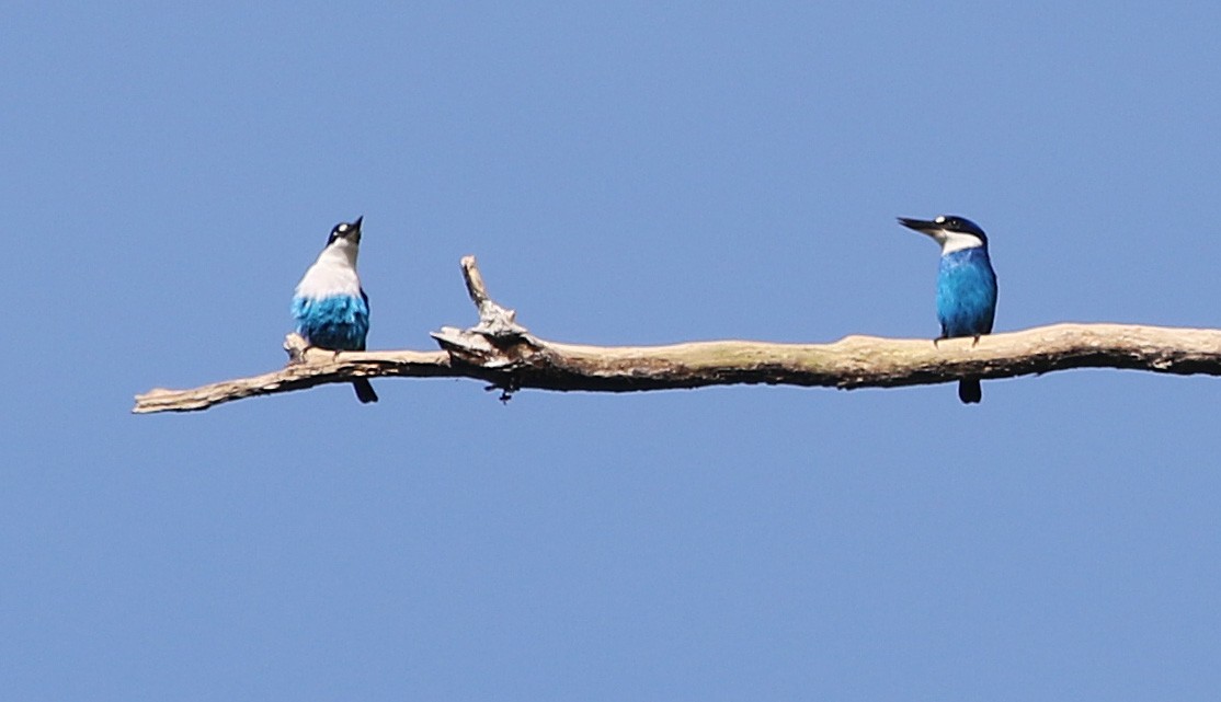 Lazuli Kingfisher - Ashley Banwell